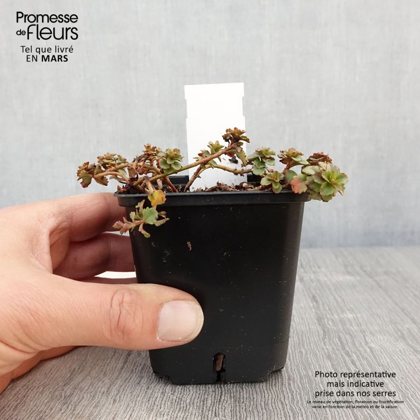 Sedum kamtschaticum Weihenstephaner Gold - Stonecrop 8/9 cm pot sample as delivered in spring