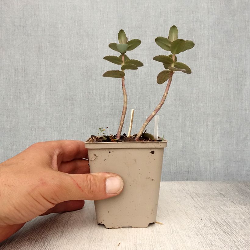 Sedum spectabile Yellow Xenox - Autumn Stonecrop 8/9 cm pot sample as delivered in spring