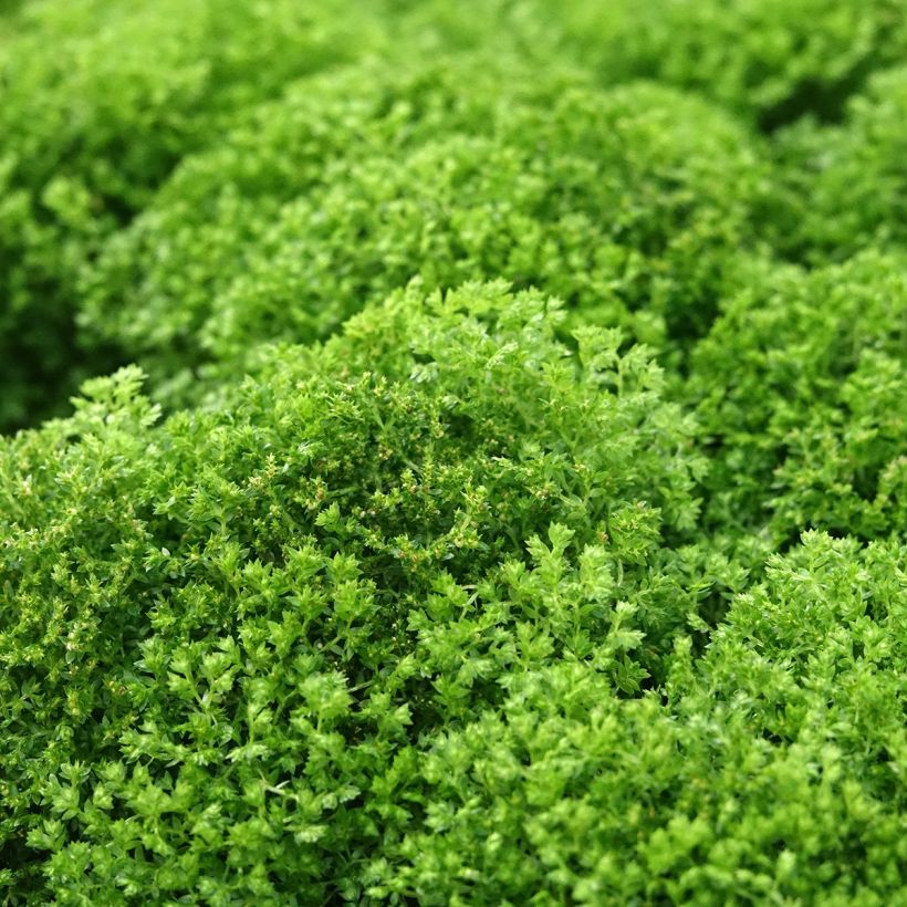Selaginella apoda - Meadow spikemoss (Foliage)