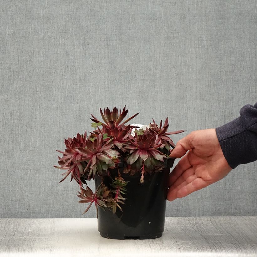 Sempervivum Butterscotch Baby 3L/4L pot sample as delivered in summer