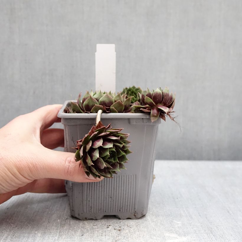 Sempervivum Emerald Explosion® - Houseleek 1L/1.5L pot sample as delivered in winter