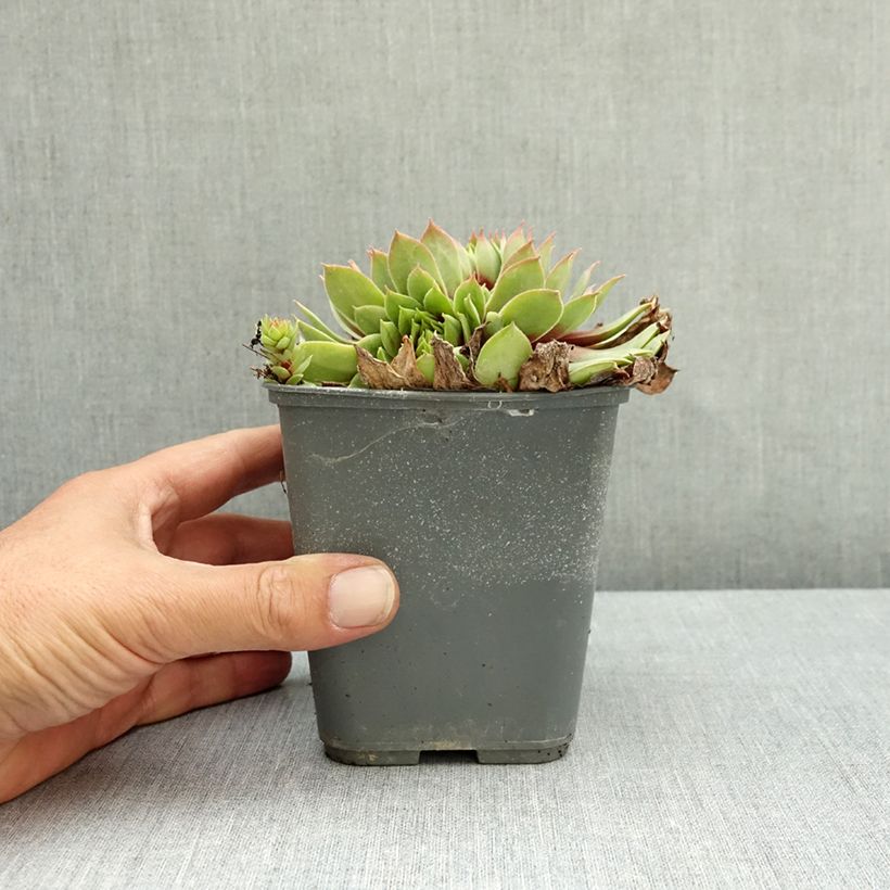 Sempervivum Chick Charm Giants Gold Mine - Houseleek 1L/1.5L pot sample as delivered in summer