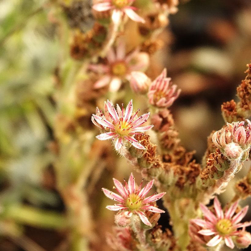 Sempervivum Chic Charms Grape Galaxy® - Houseleek (Flowering)