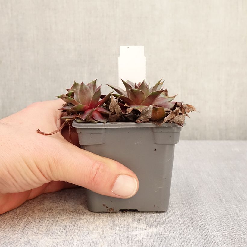 Sempervivum Chic Charms Grape Galaxy® - Houseleek 8/9 cm pot sample as delivered in winter