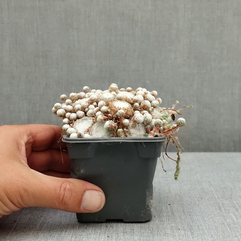 Sempervivum Arctic White  8/9 cm pot sample as delivered in spring