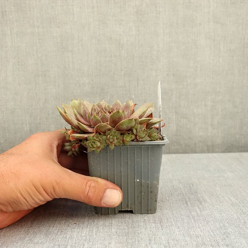 Sempervivum Coconut Crystal® - Houseleek 8/9 cm pot sample as delivered in summer