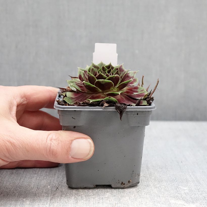 Sempervivum Coconut Crystal® - Houseleek 8/9 cm pot sample as delivered in winter