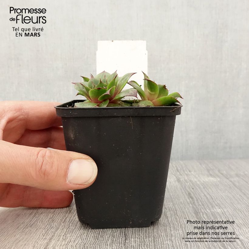 Sempervivum Rauher Kulm 8/9 cm pot sample as delivered in spring