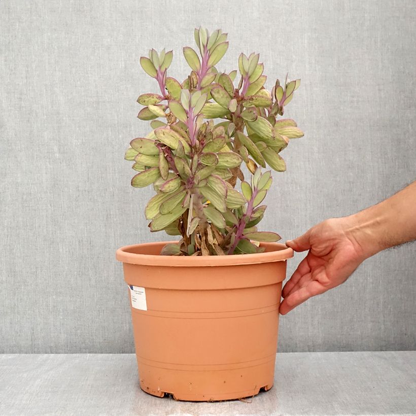 Senecio crassissimus 7.5L/10L pot sample as delivered in summer