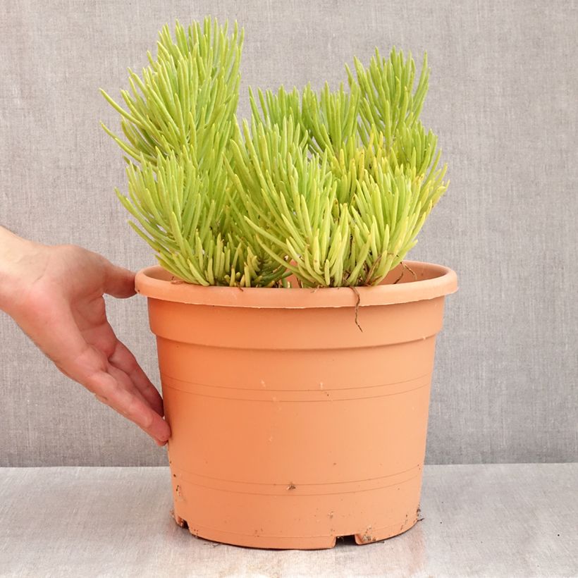 Senecio cylindricus 7.5L/10L pot sample as delivered in summer