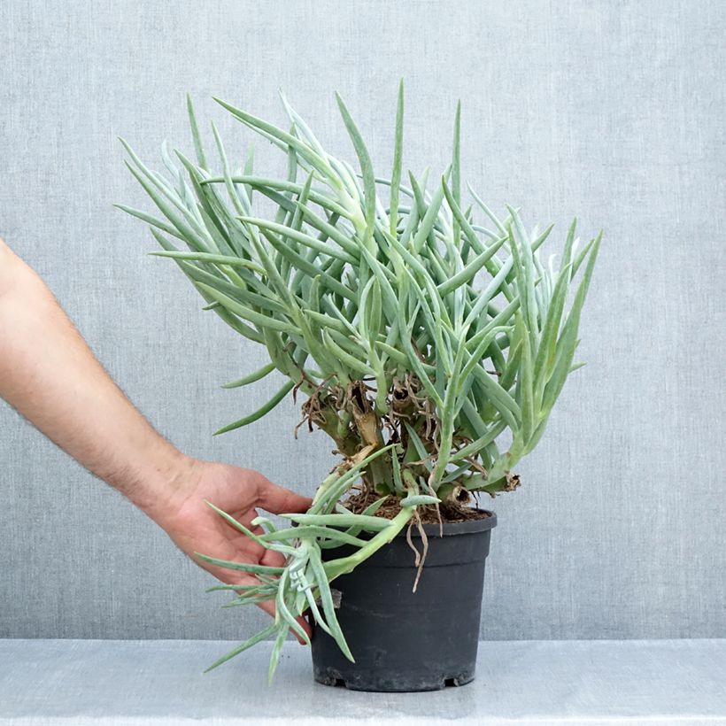 Senecio ficoides 2L/3L pot sample as delivered in summer