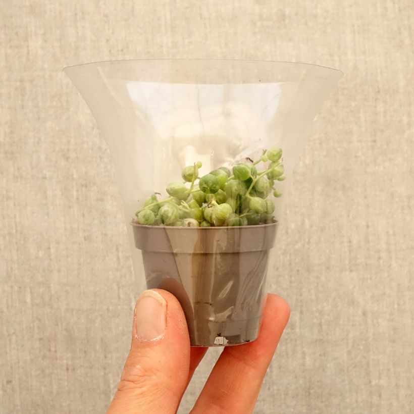 Senecio rowleyanus 'Variegata' - String of pearls mini plant sample as delivered in spring