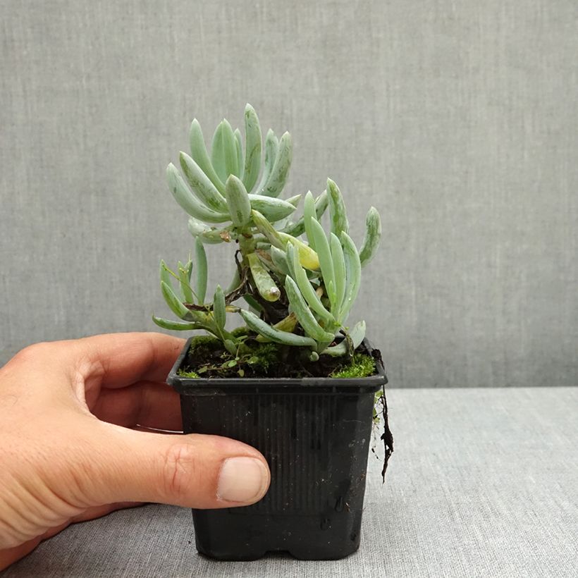 Senecio serpens Blue Chalk 8/9 cm pot sample as delivered in spring