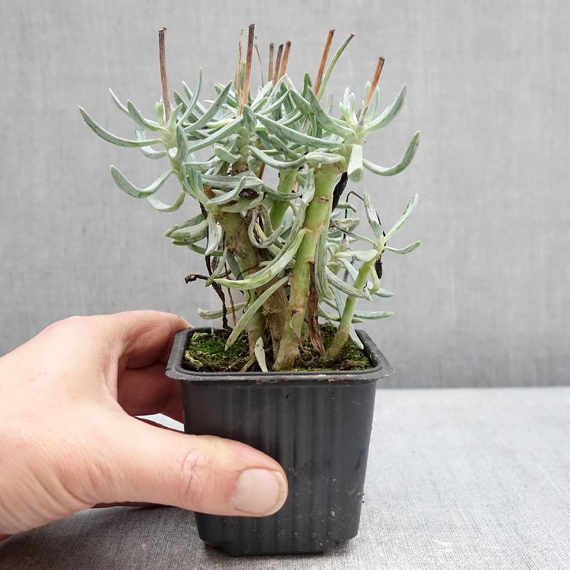 Senecio serpens Dwarf Blue - Blue chalksticks 8/9 cm pot sample as delivered in winter
