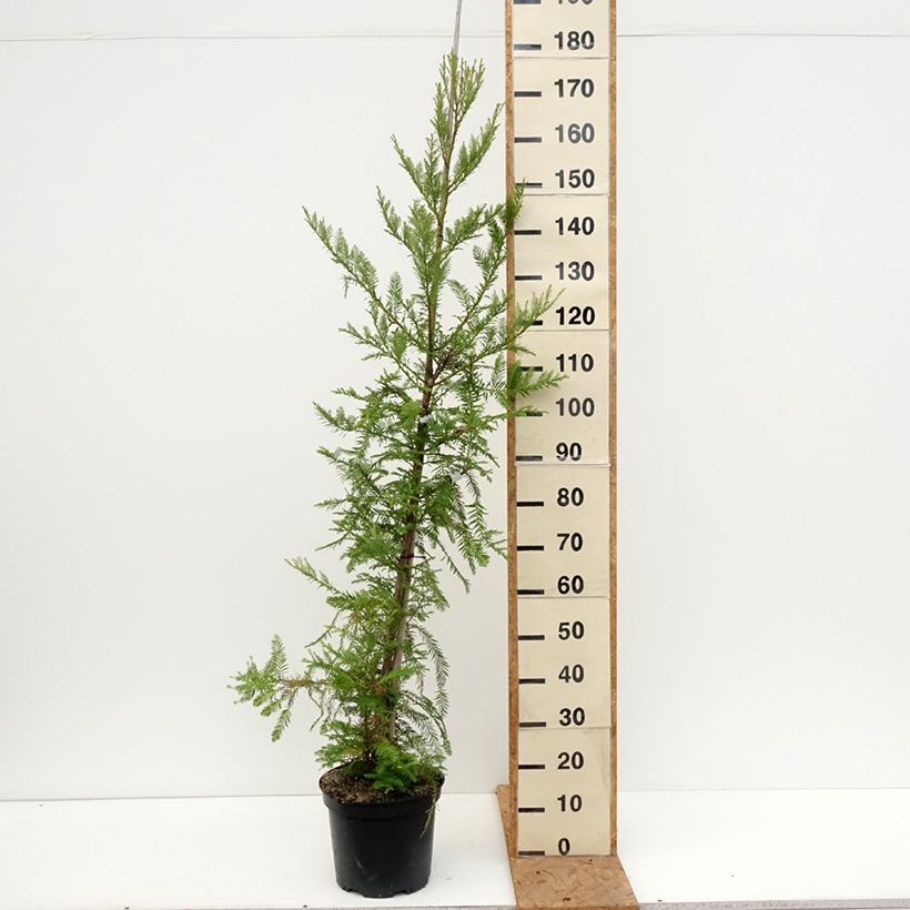 Sequoia sempervirens - Yew-leaved sequoia 7.5L/10L pot sample as delivered in autumn