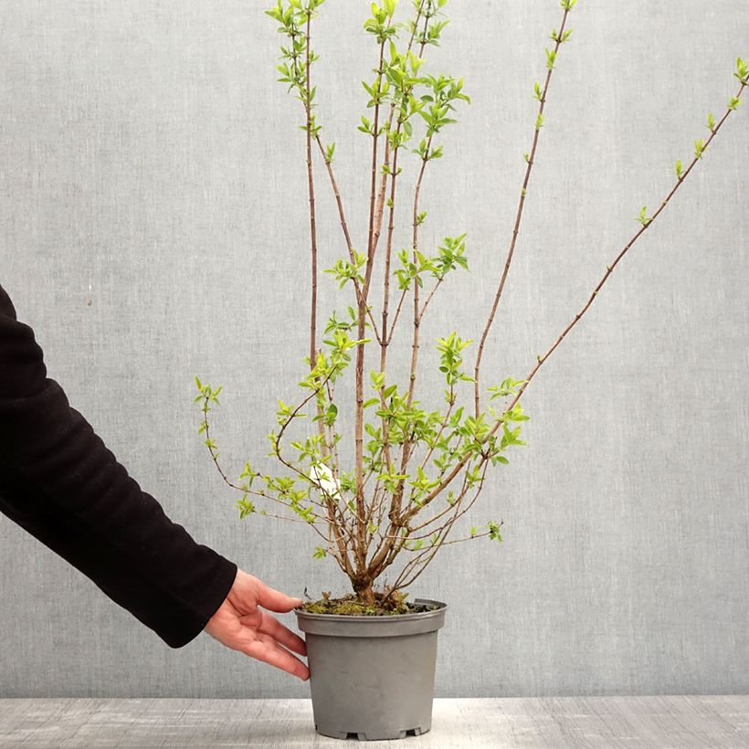 Philadelphus virginalis Mrs E.L. Robinson - Mock Orange 2L/3L pot sample as delivered in spring