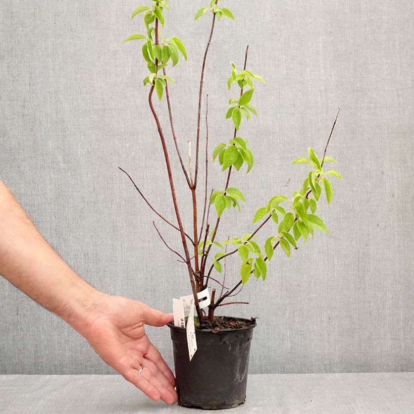 Philadelphus virginalis Natchez - Mock Orange 4L/5L pot sample as delivered in autumn