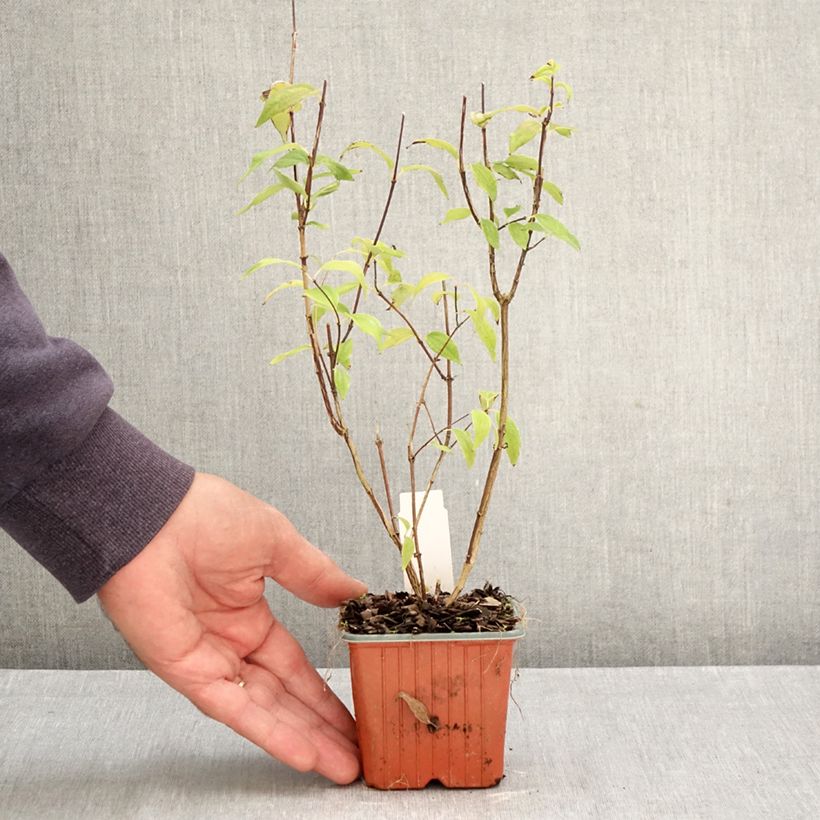 Philadelphus lemoinei - Mock Orange 8/9 cm pot sample as delivered in autumn