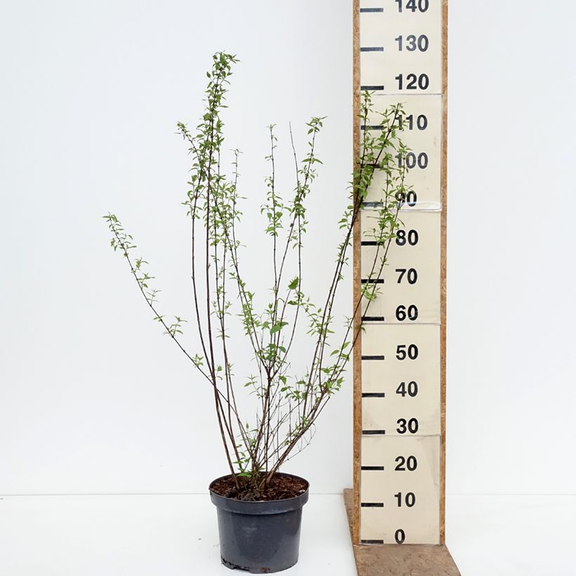 Philadelphus lemoinei - Mock Orange 7.5L/10L pot sample as delivered in spring