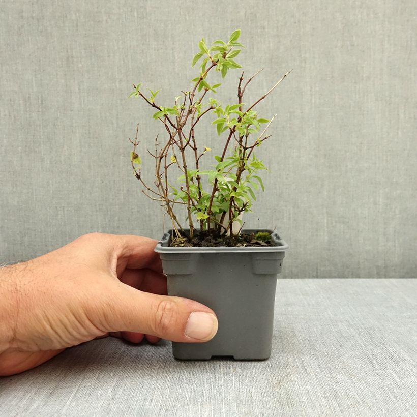 Philadelphus Manteau dHermine - Mock Orange 8/9 cm pot sample as delivered in summer