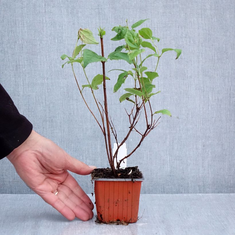 Philadelphus Belle Etoile - Mock Orange 8/9 cm pot sample as delivered in autumn