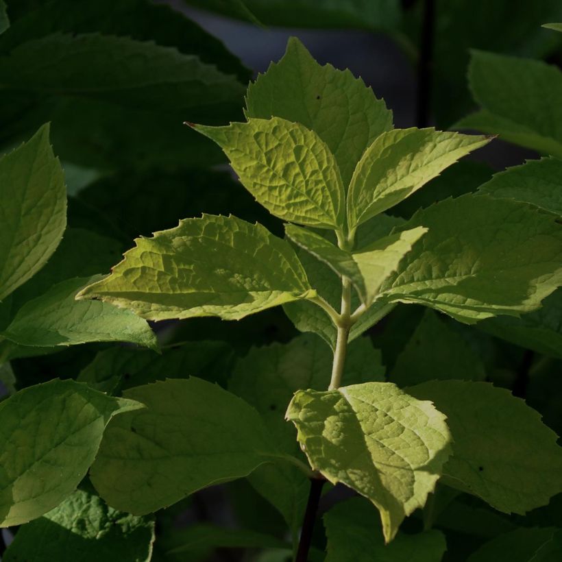 Philadelphus coronarius Aureus - Mock Orange (Foliage)