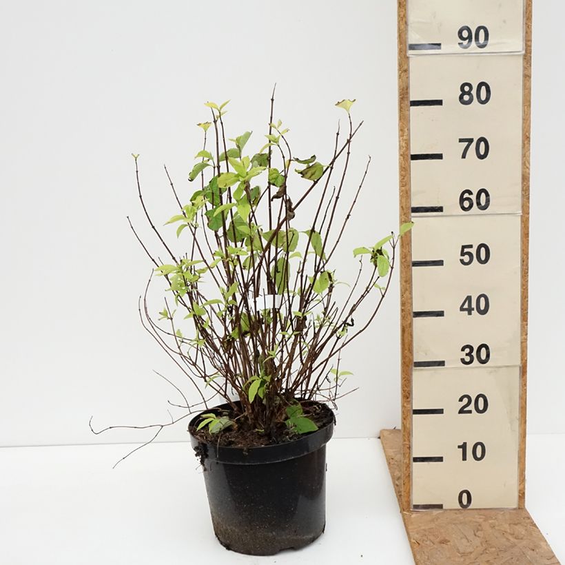 Philadelphus coronarius Aureus - Mock Orange 7.5L/10L pot sample as delivered in autumn