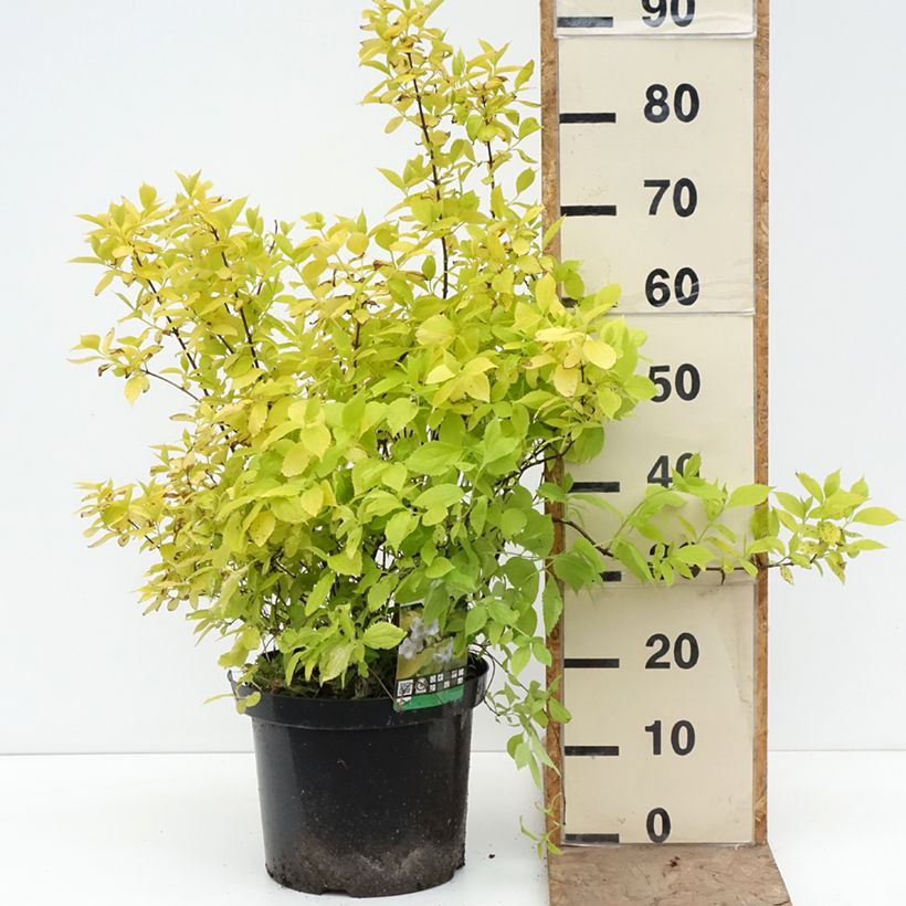 Philadelphus coronarius Aureus - Mock Orange 7.5L/10L pot sample as delivered in spring