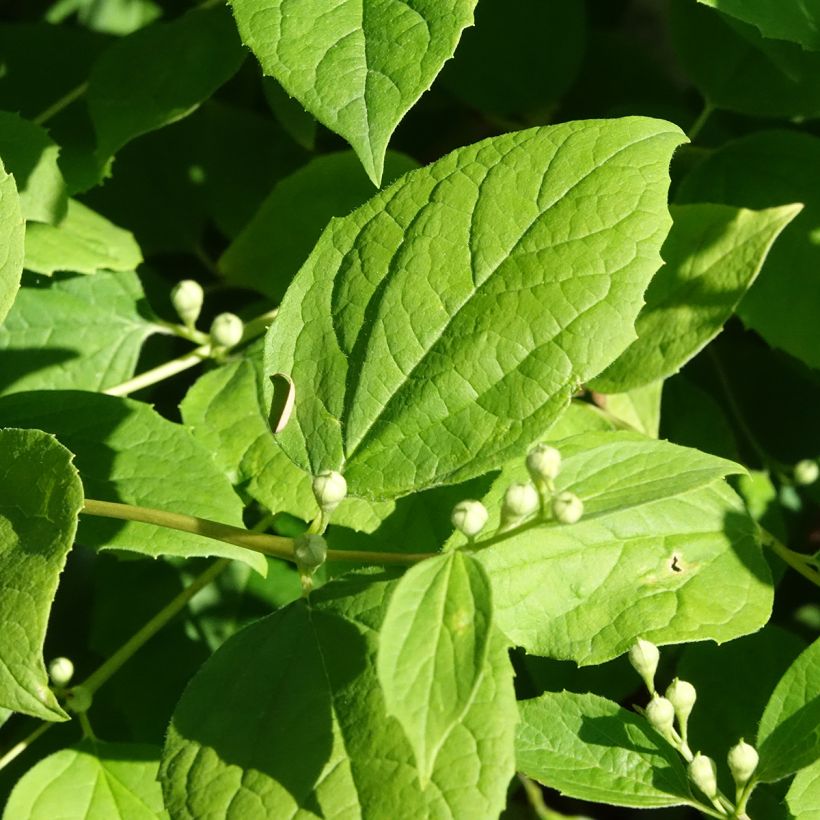Philadelphus coronarius Godzisz - Mock Orange (Foliage)