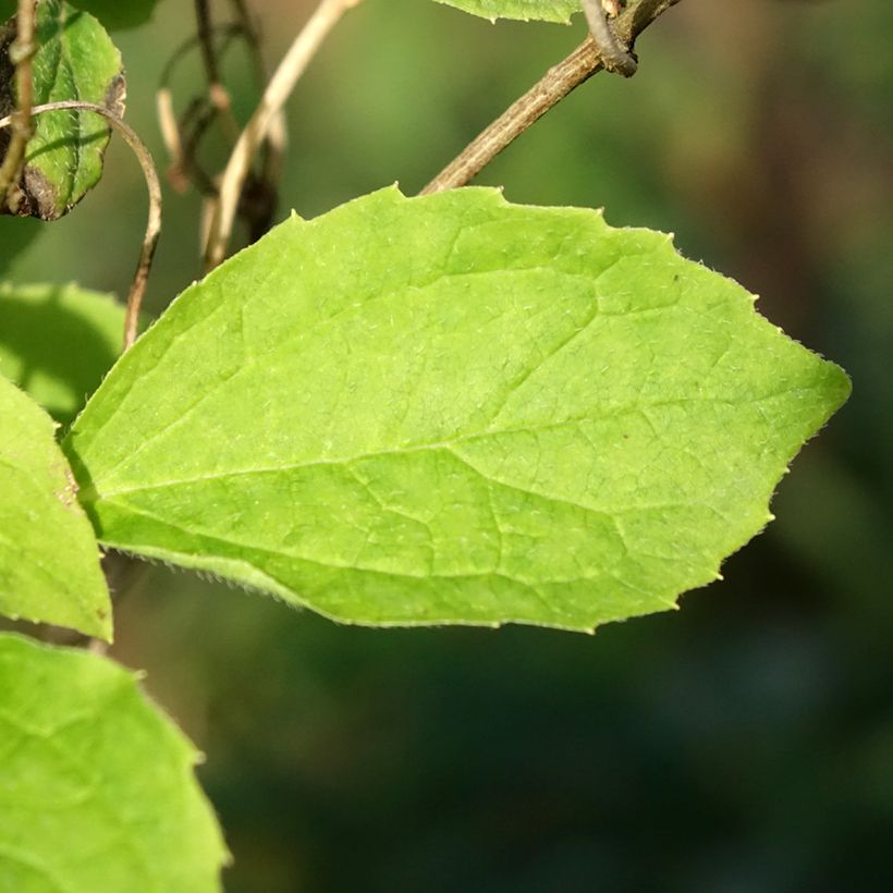 Philadelphus coronarius Kostelec WB - Mock Orange (Foliage)