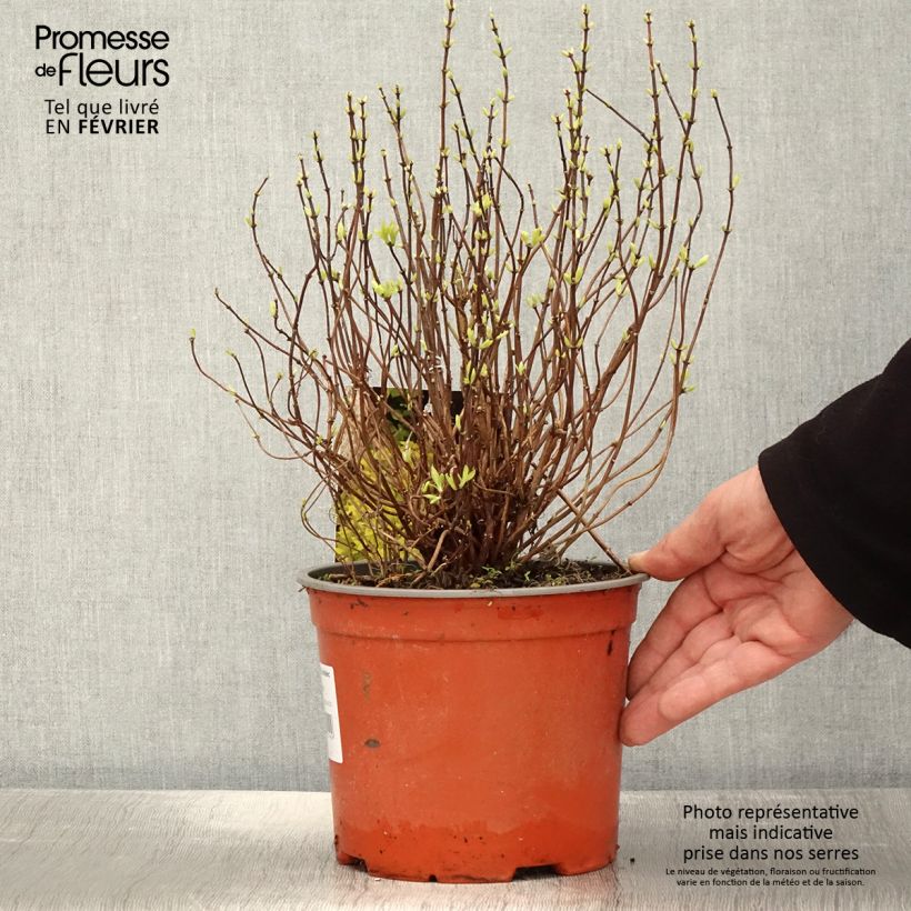 Philadelphus coronarius Kostelec WB - Mock Orange 3L/4L pot sample as delivered in winter