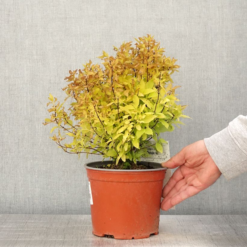 Philadelphus coronarius Kostelec WB - Mock Orange 3L/4L pot sample as delivered in spring