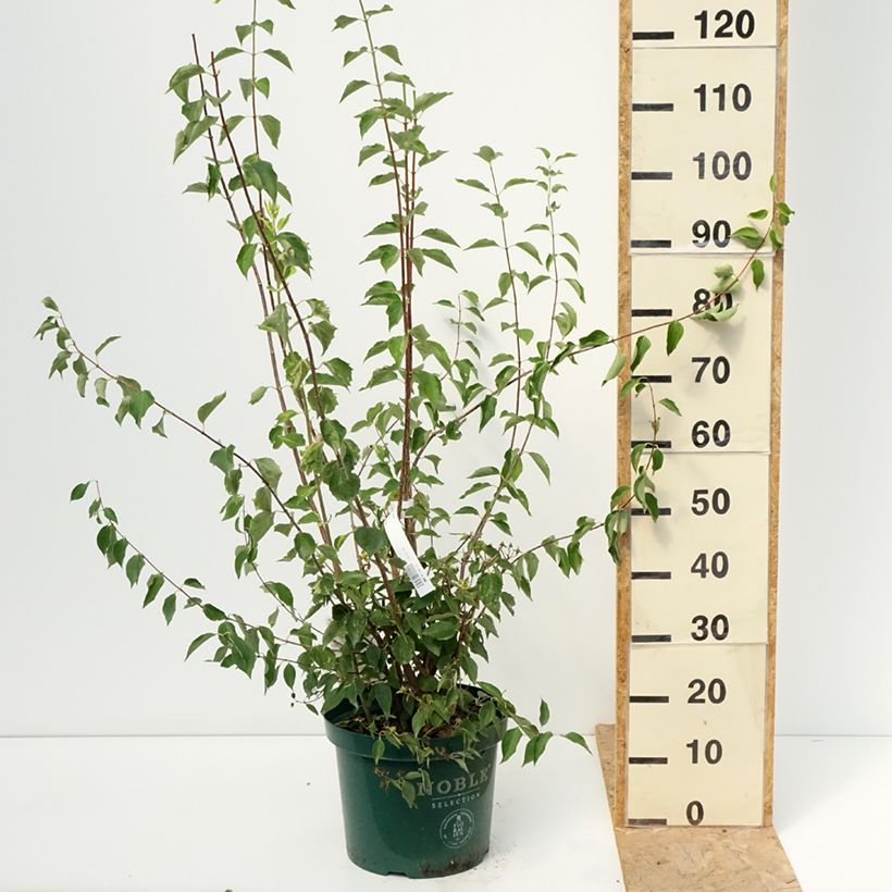 Philadelphus Innocence - Mock Orange 7.5L/10L pot sample as delivered in summer