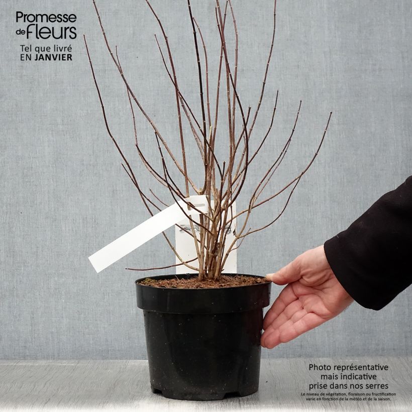 Philadelphus  Beauclerk 2L/3L pot sample as delivered in winter