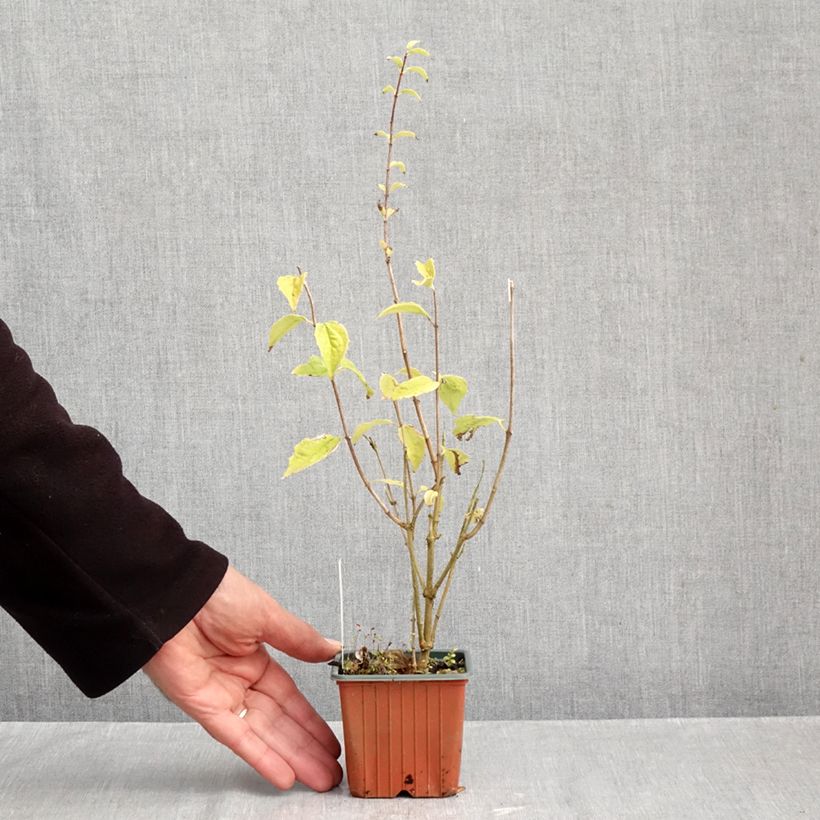 Philadelphus Frosty Morn - Mock Orange 8/9 cm pot sample as delivered in autumn