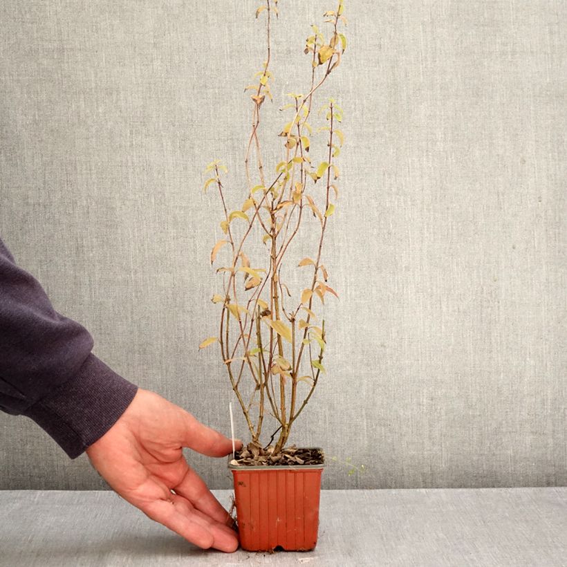 Philadelphus lemoinei Silberregen - Mock Orange 8/9 cm pot sample as delivered in autumn