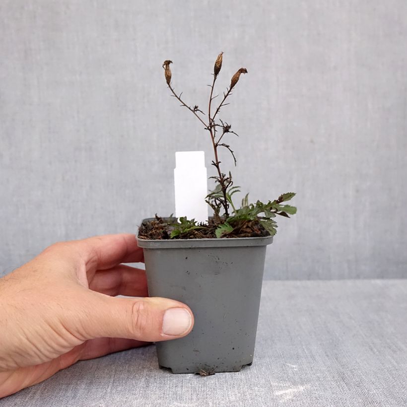 Serratula tinctoria var. seoanei 8/9 cm pot sample as delivered in autumn