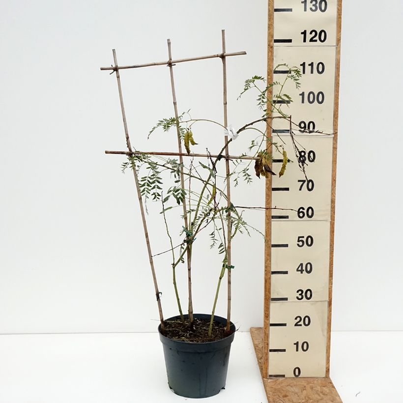 Sesbania punicea 7.5L/10L pot sample as delivered in autumn