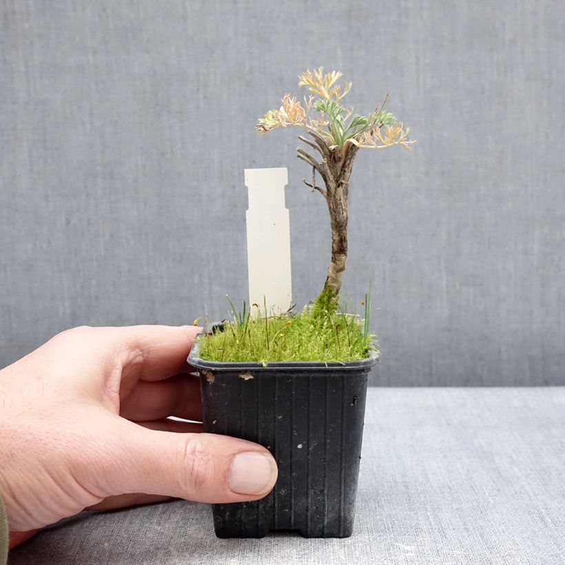 Seseli gummiferum  8/9 cm pot sample as delivered in winter