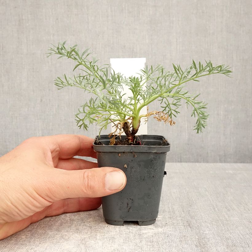 Seseli gummiferum  8/9 cm pot sample as delivered in spring