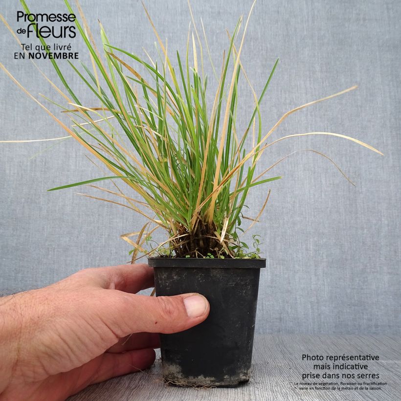 Sesleria argentea 8/9 cm pot sample as delivered in autumn
