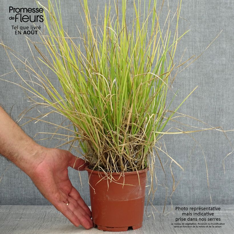 Sesleria argentea 1L/1.5L pot sample as delivered in summer