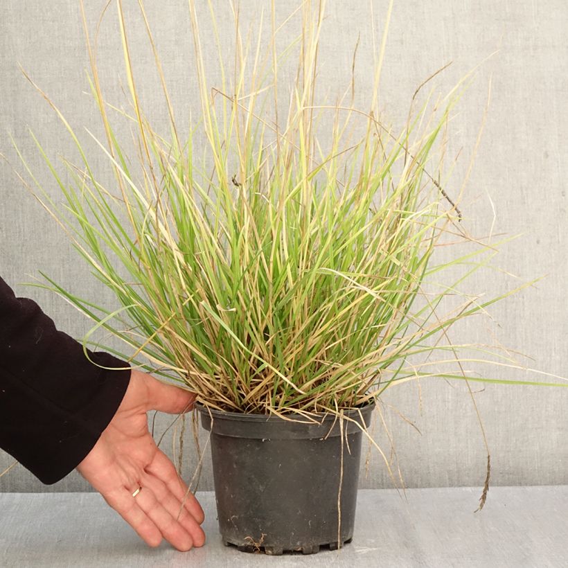 Sesleria autumnalis 2L/3L pot sample as delivered in autumn
