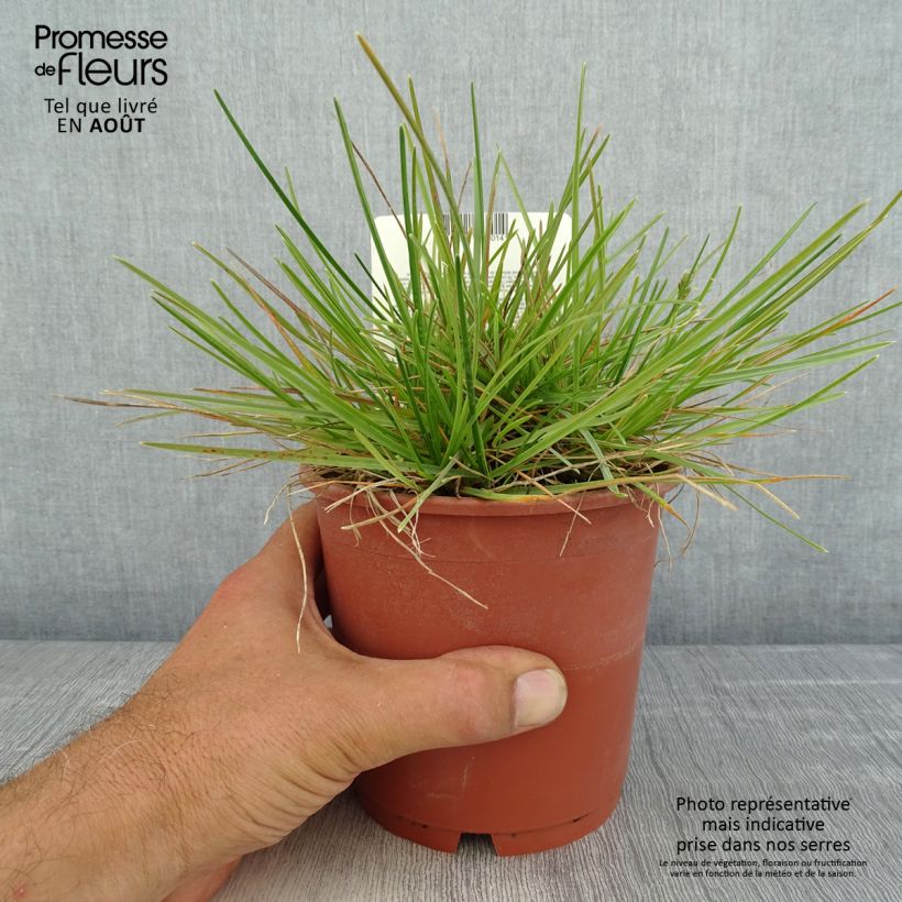 Sesleria caerulea 1L/1.5L pot sample as delivered in summer