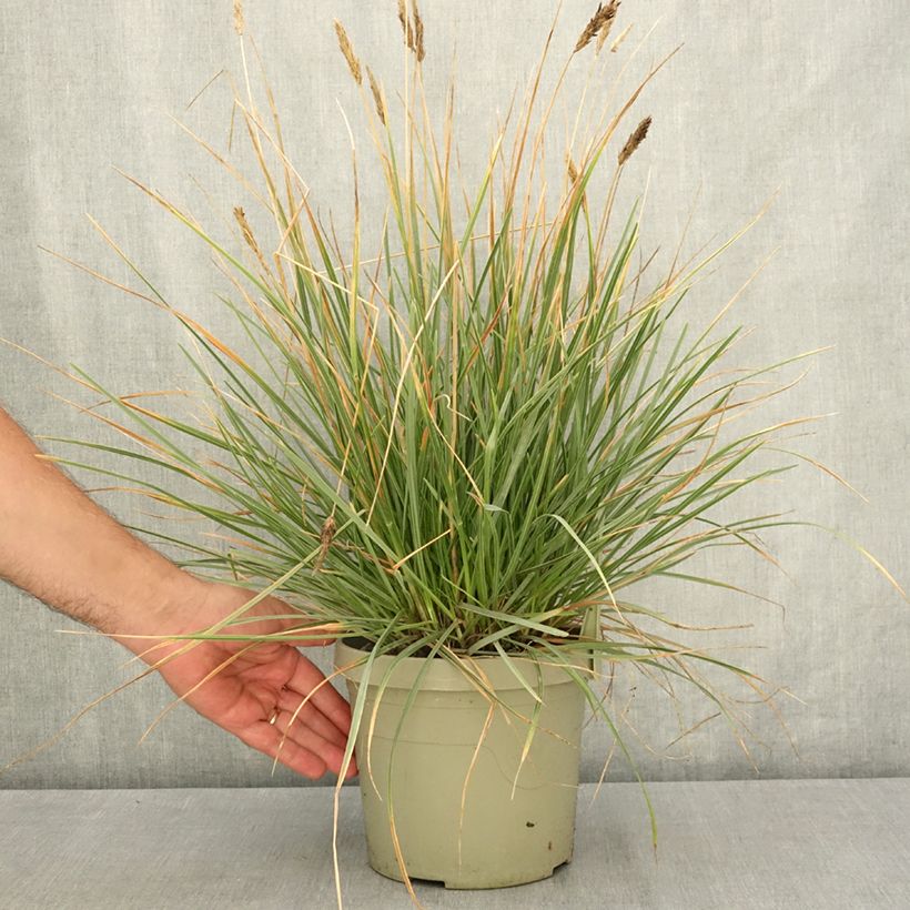 Sesleria heufleriana Blue Porcupine 3L/4L pot sample as delivered in summer