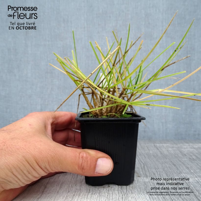 Sesleria heufleriana 8/9 cm pot sample as delivered in autumn