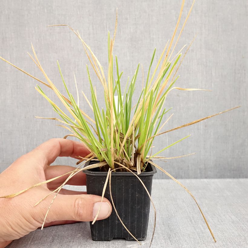 Sesleria sadleriana  8/9 cm pot sample as delivered in autumn