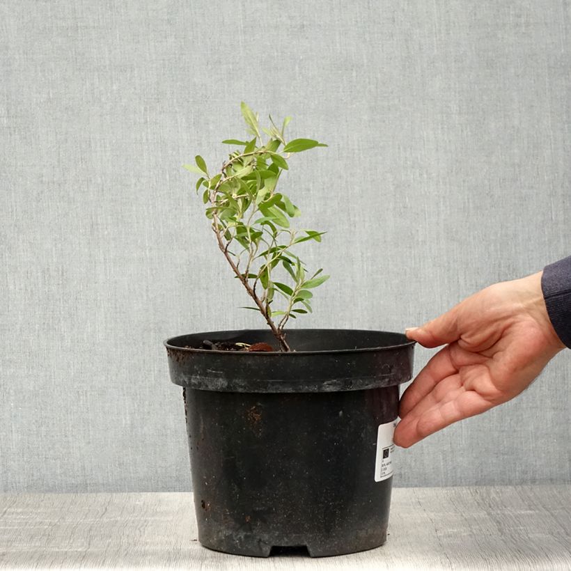 Shepherdia argentea  3L/4L pot sample as delivered in spring