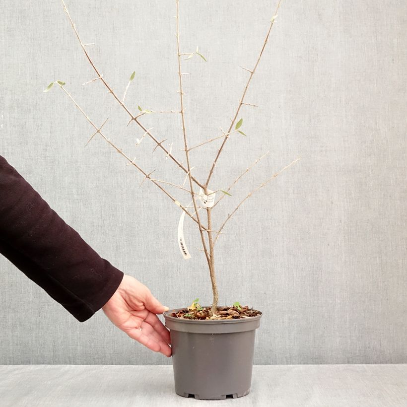 Shepherdia argentea  3L/4L pot sample as delivered in autumn