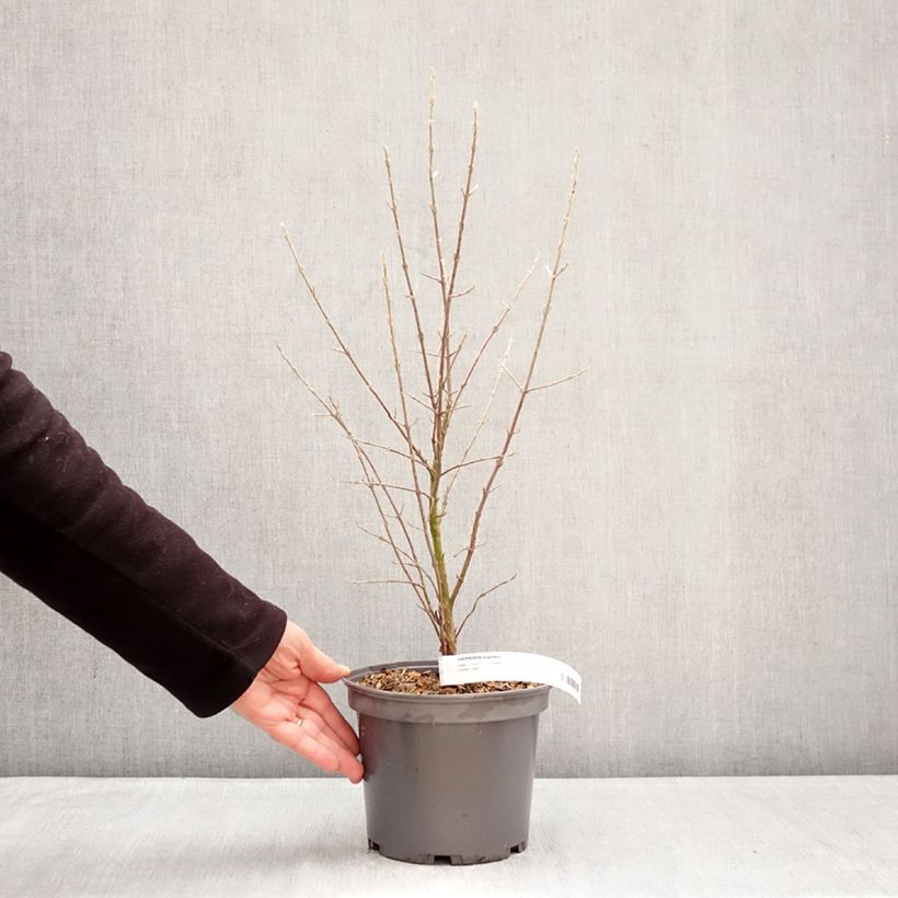 Shepherdia argentea  3L/4L pot sample as delivered in winter